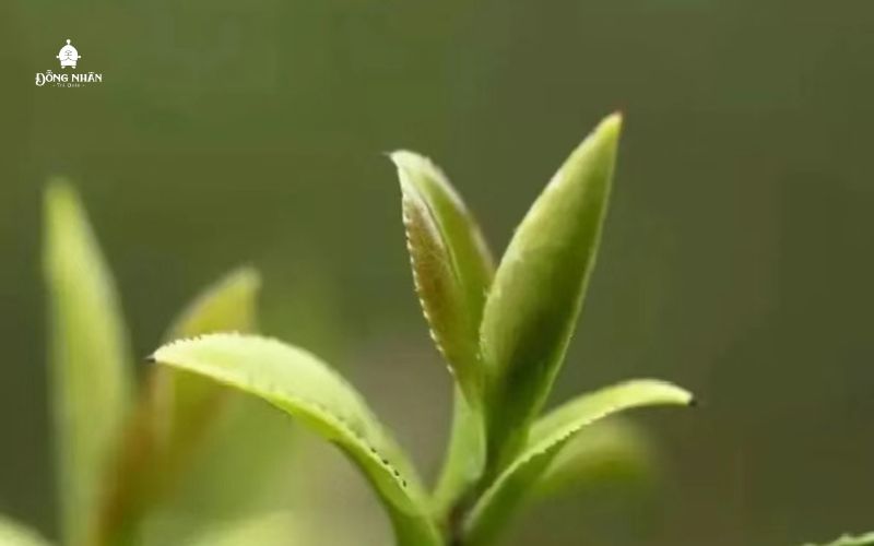 Bạn biết gì về trà xuân? Bạn biết gì về trà xuân?